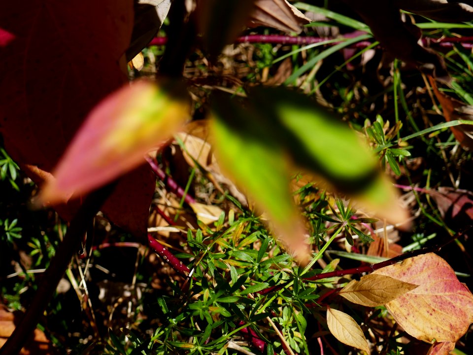 colors-fall-Poiana2017_1021_131506(1)