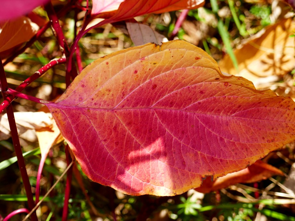colors-fall-Poiana2017_1021_131511