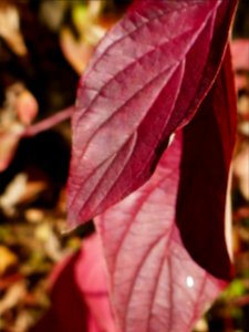 colors-fall-Poiana2017_1021_131439(3)
