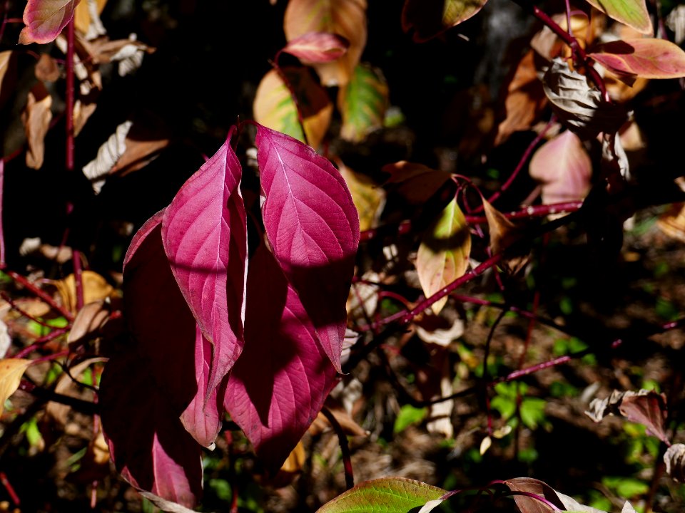 colors-fall-Poiana2017_1021_131450