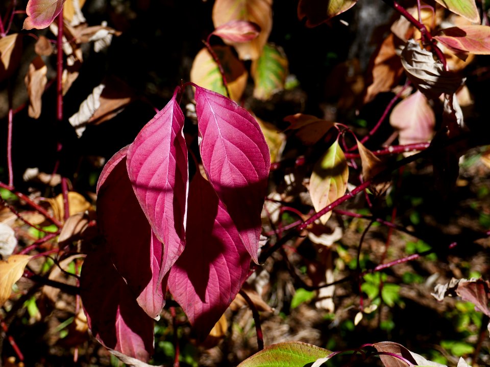 colors-fall-Poiana2017_1021_131450(1)