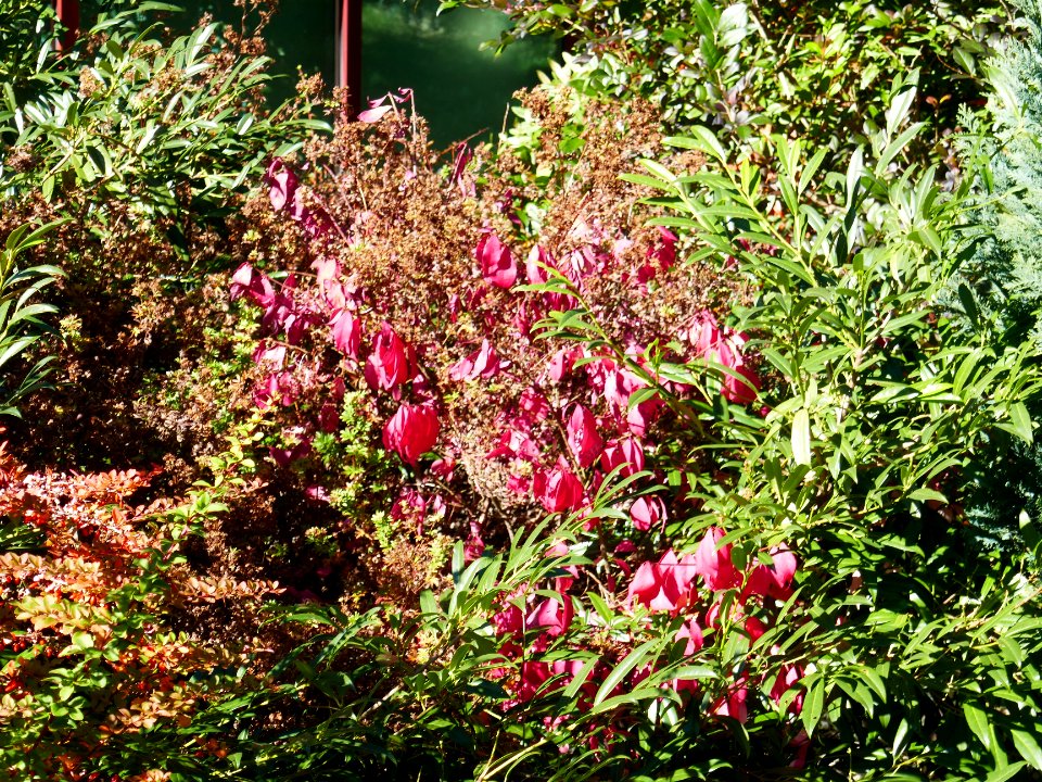colors-fall-Poiana2017_1021_124812(2)