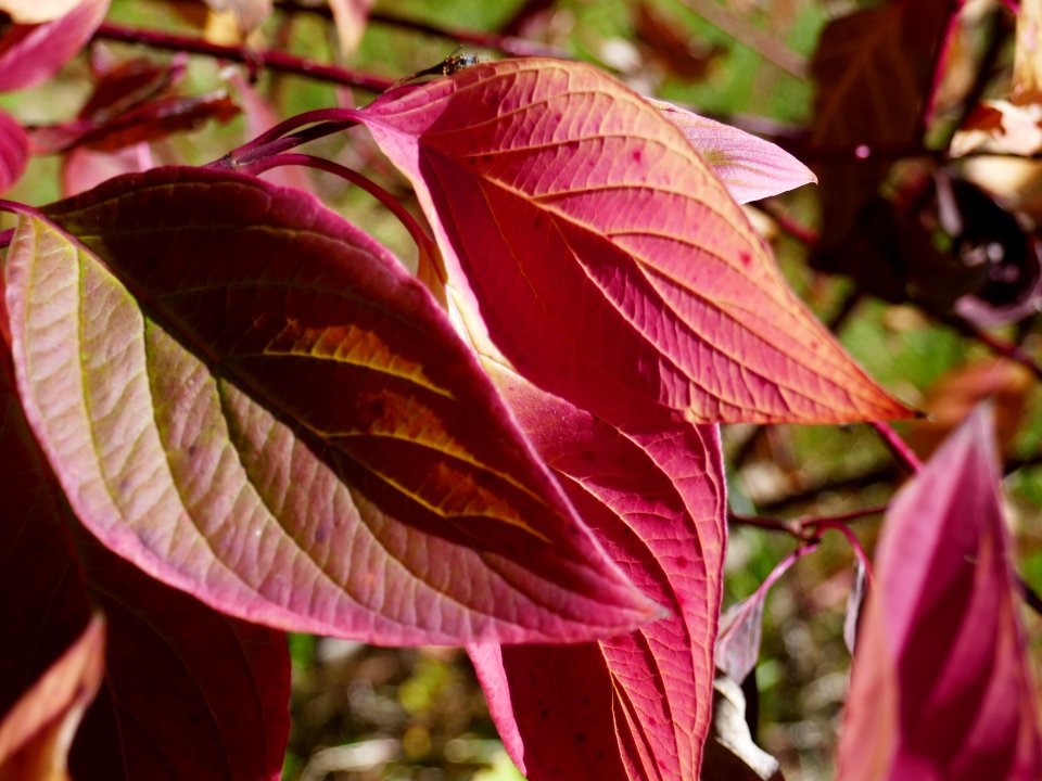 colors-fall-Poiana2017_1021_131454(3)