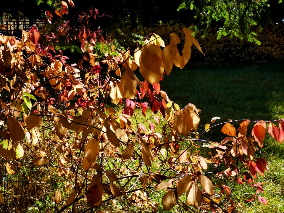 colors-fall-Poiana2017_1021_131337