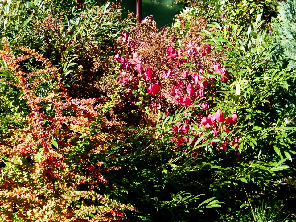 colors-fall-Poiana2017_1021_124815(2)
