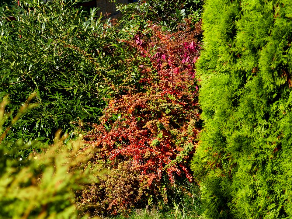 colors-fall-Poiana2017_1021_124800(1)