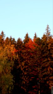 colors-fall-Poiana2017_1020_181142 photo