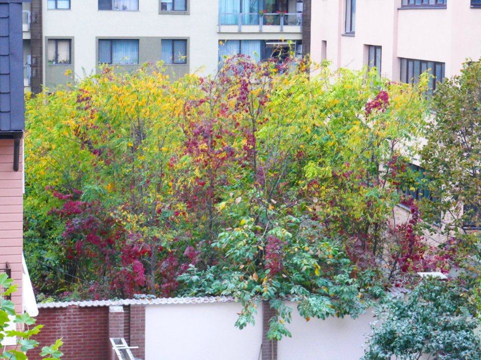 autumn-colors2017_1023_082533(3)