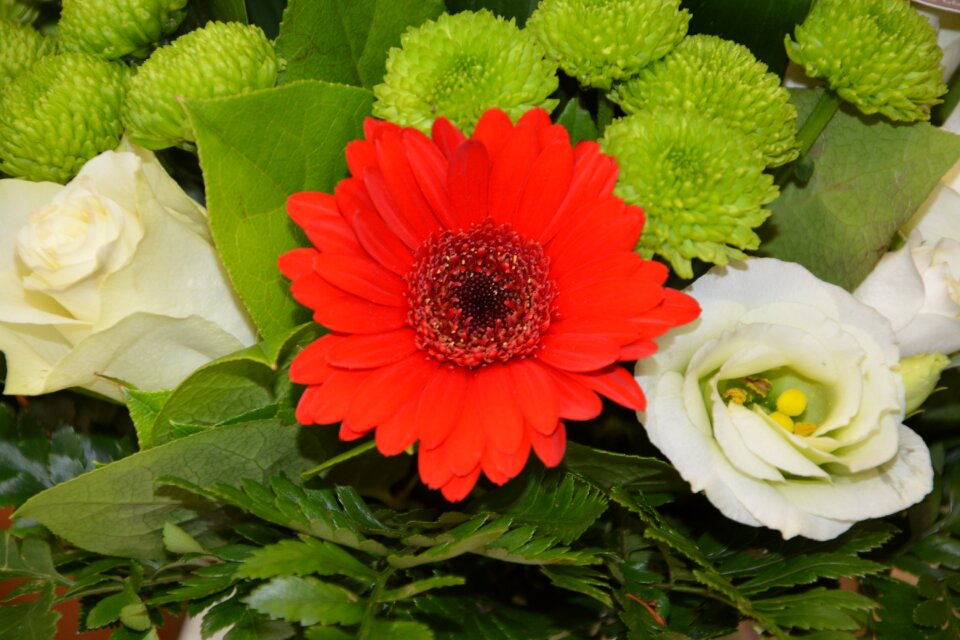 Red flower nature flowering