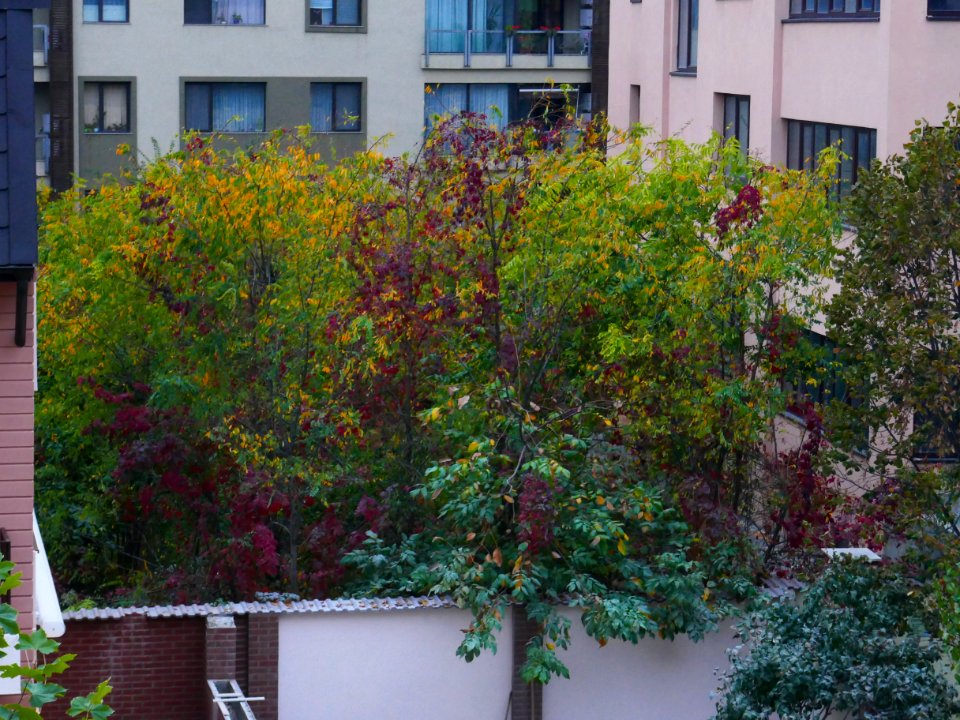autumn-colors2017_1023_082533