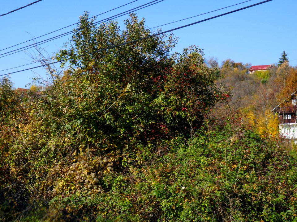 Ploiesti-ValeaPrahov2017_1020_155122(1)