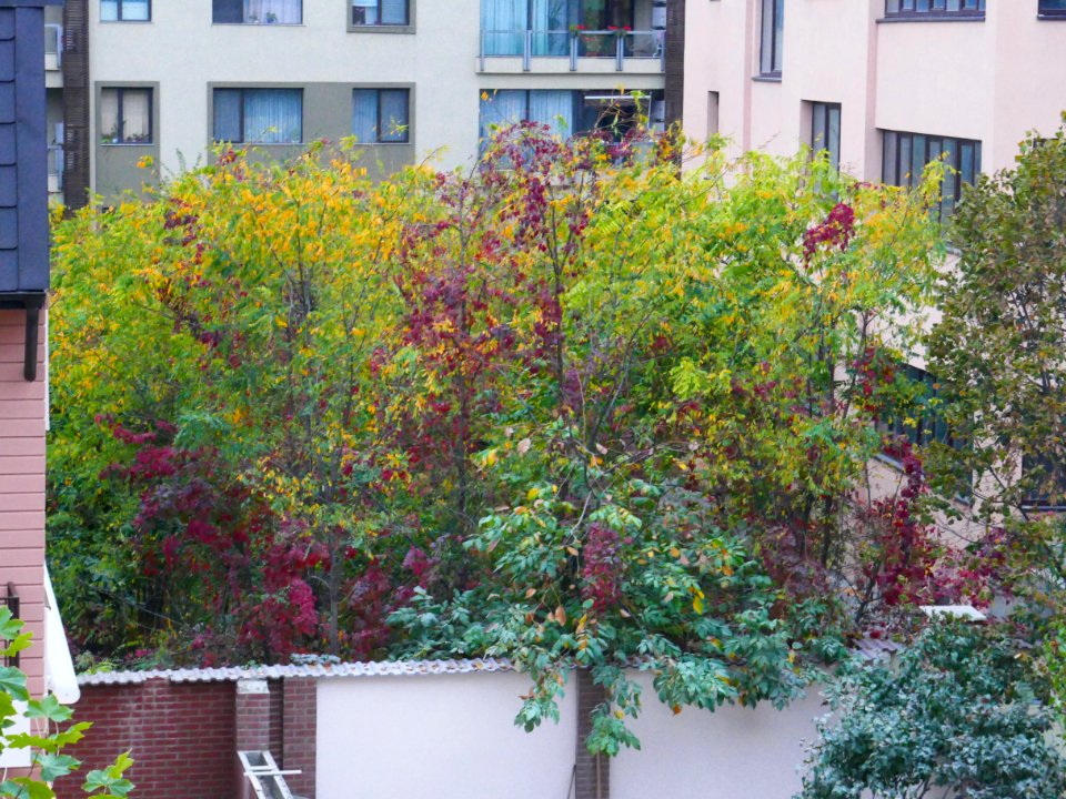 autumn-colors2017_1023_082533(2)