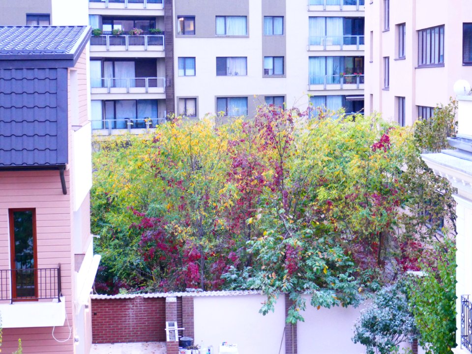 autumn-colors2017_1023_082453