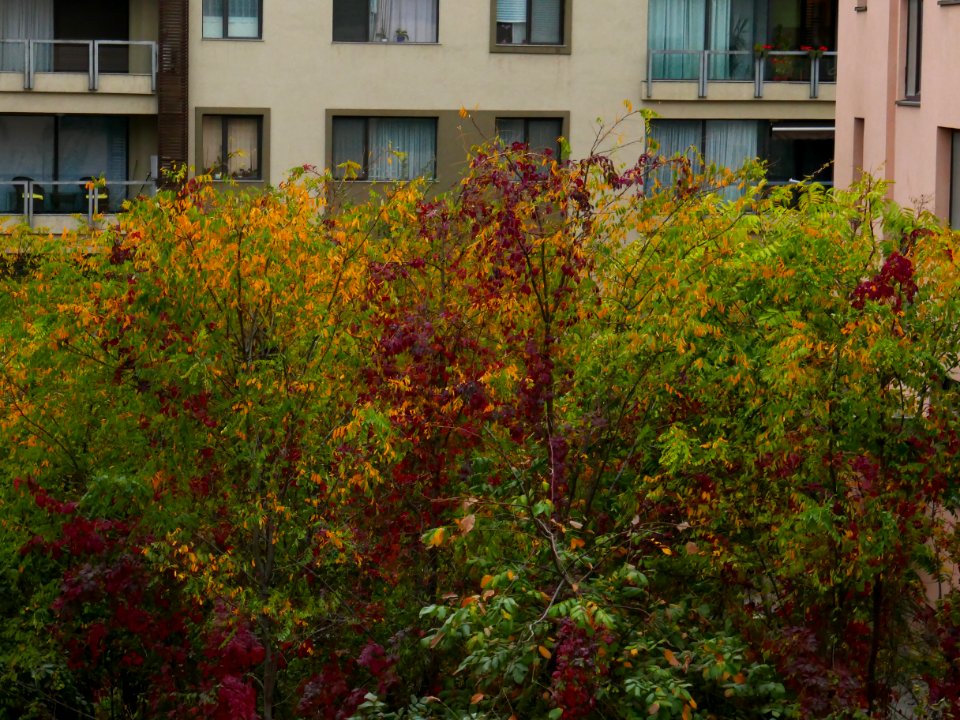 autumn-colors2017_1023_082438