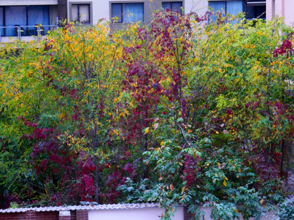 autumn-colors2017_1023_082450(1)
