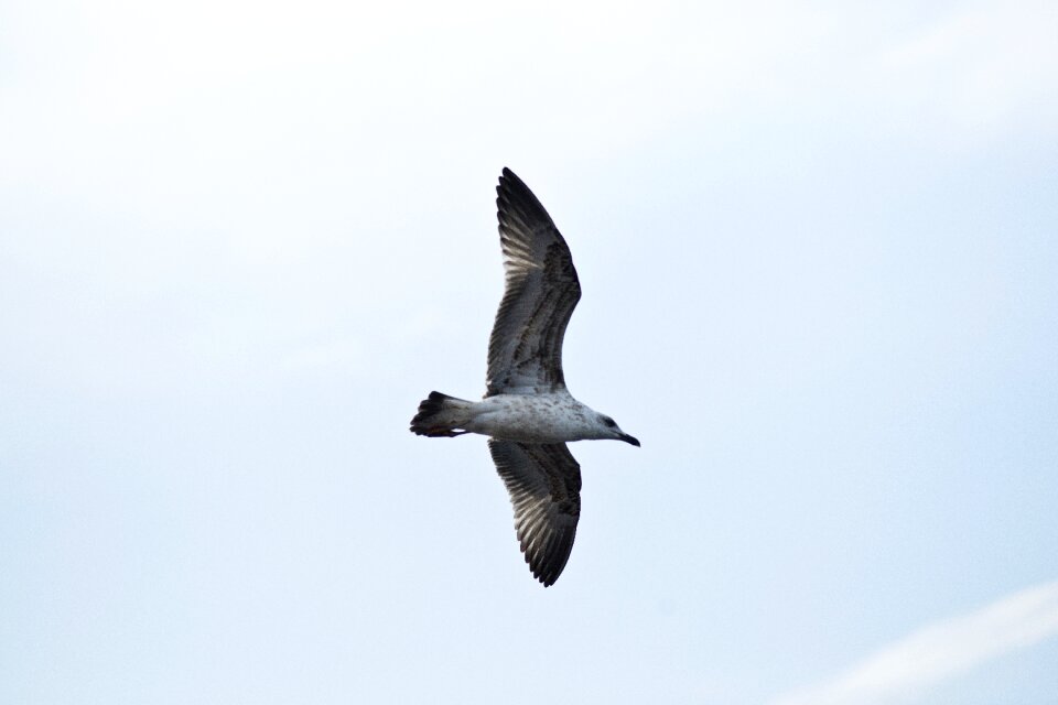 Peace environmental birds