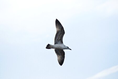 Peace environmental birds