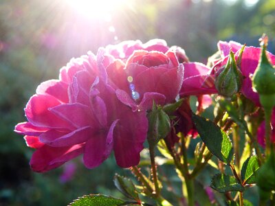 Plant leaf flowers