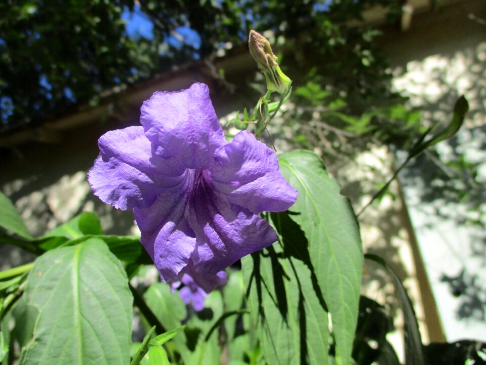 Purple summer blossom