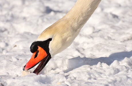 Snow plumage winter photo