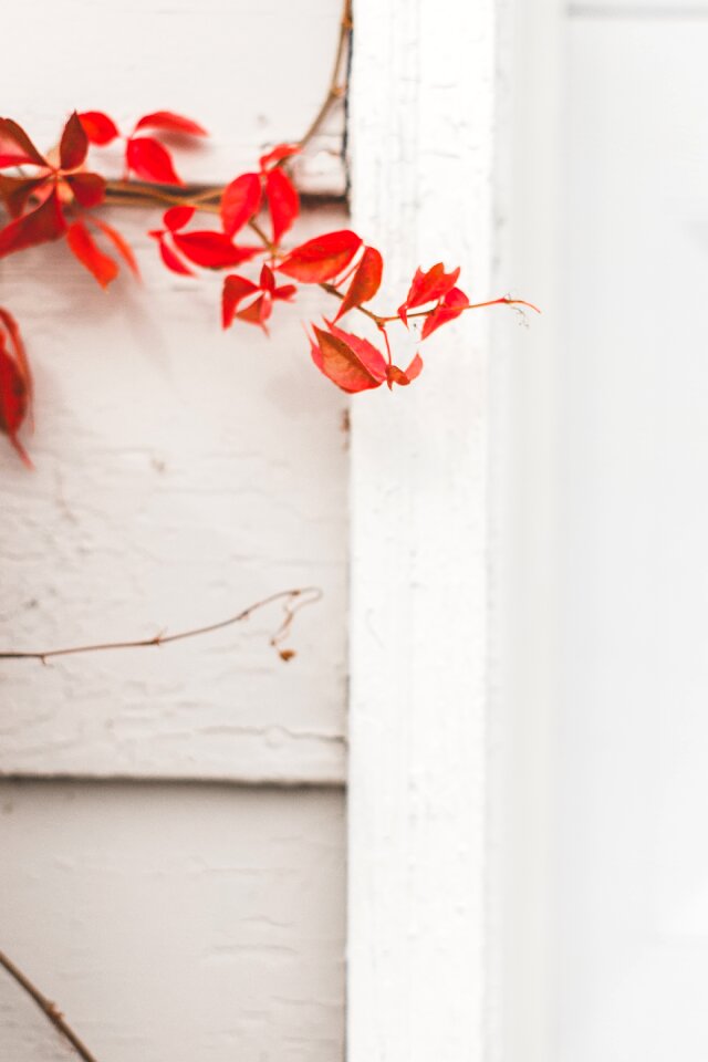 Red leaves white