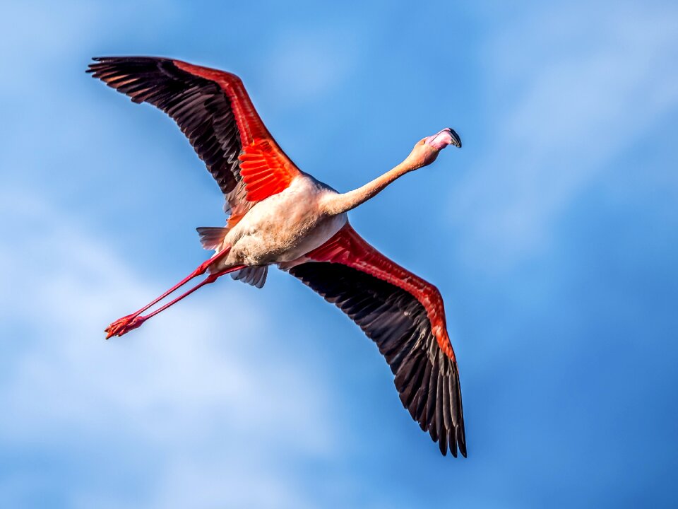 Bird nature camargue