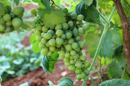 Bunch of grapes görükle raw grape