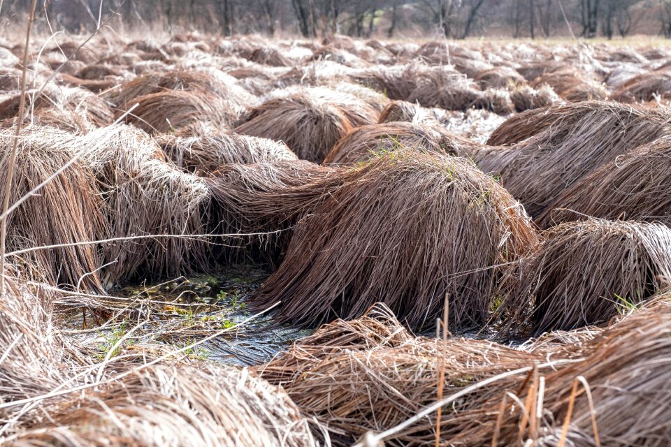 Grass field moist