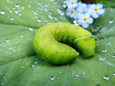 Leaf plant dewdrop photo