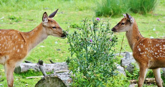 Forest red deer young photo