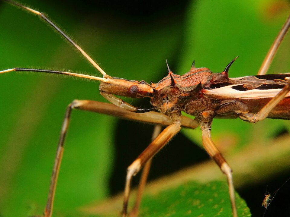 Proboscis insect insects