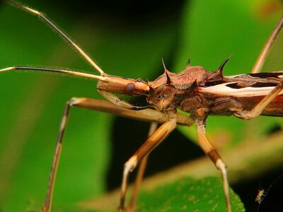 Proboscis insect insects