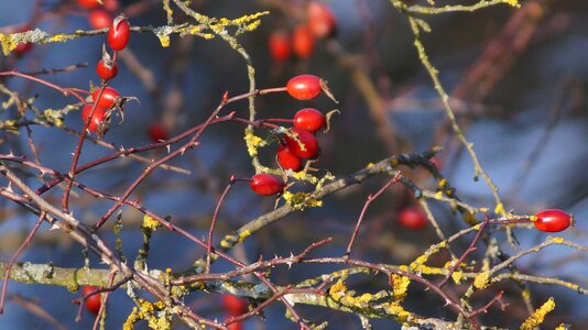 Nature plant slovakia
