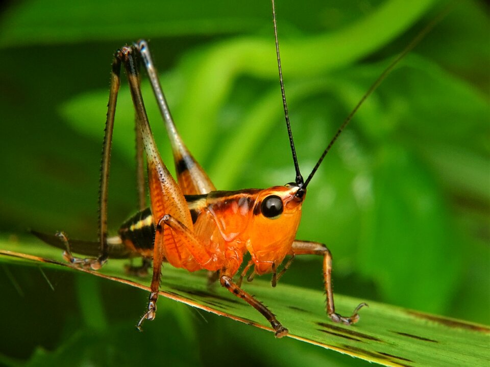 Praying mantis insect