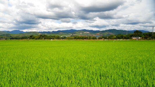 Rice paddies nature natural landscape