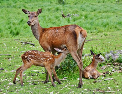 Forest red deer young photo