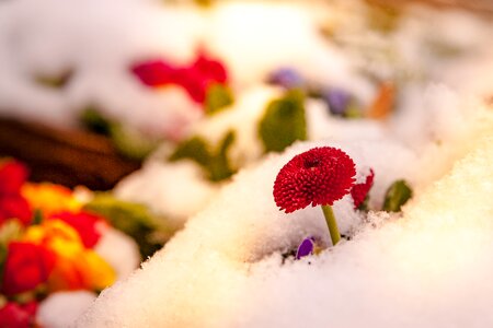 Winter nature colorful flowers