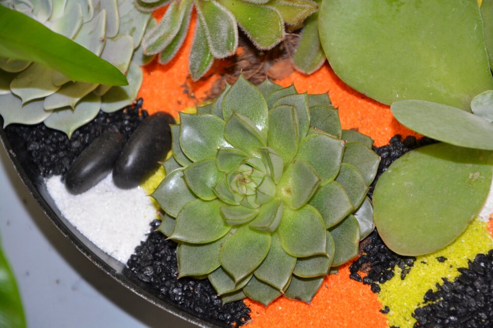 Cactus plants exotic green