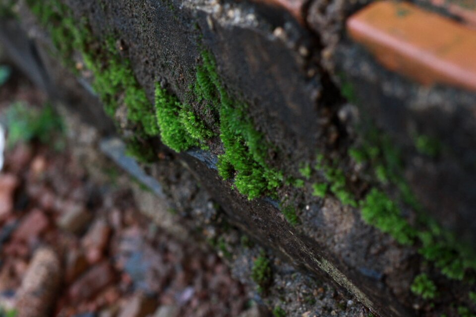Tree macro wet