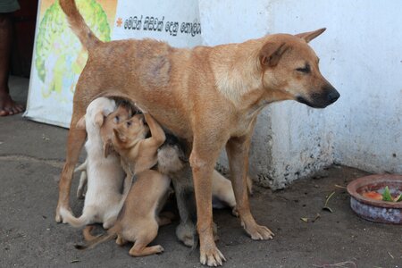 Suckle sri lanka street dogs