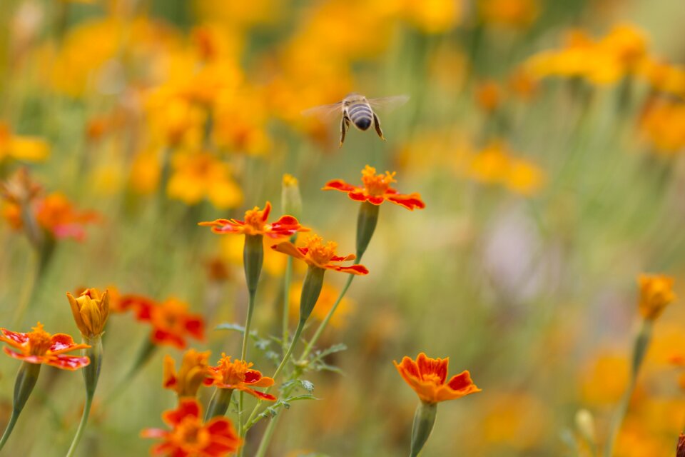 Flower nature flight