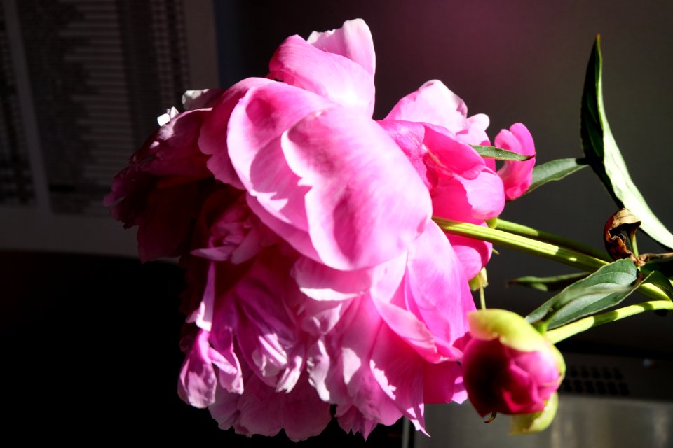 flowers-Headquarters-NC (2)