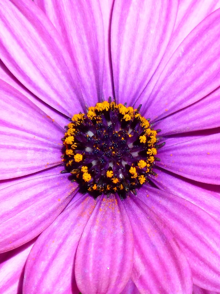 Foreground petals flower