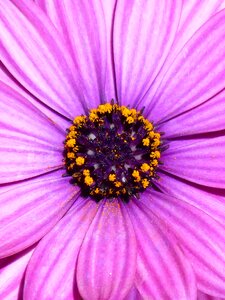 Foreground petals flower