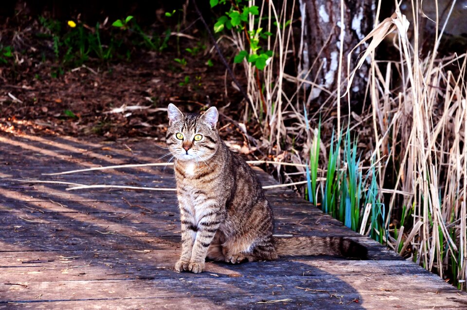 Pet animals nature