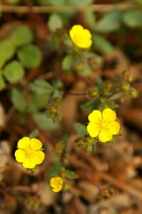 Plants spring potentilla fragarioides