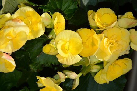 Flora yellow plant photo
