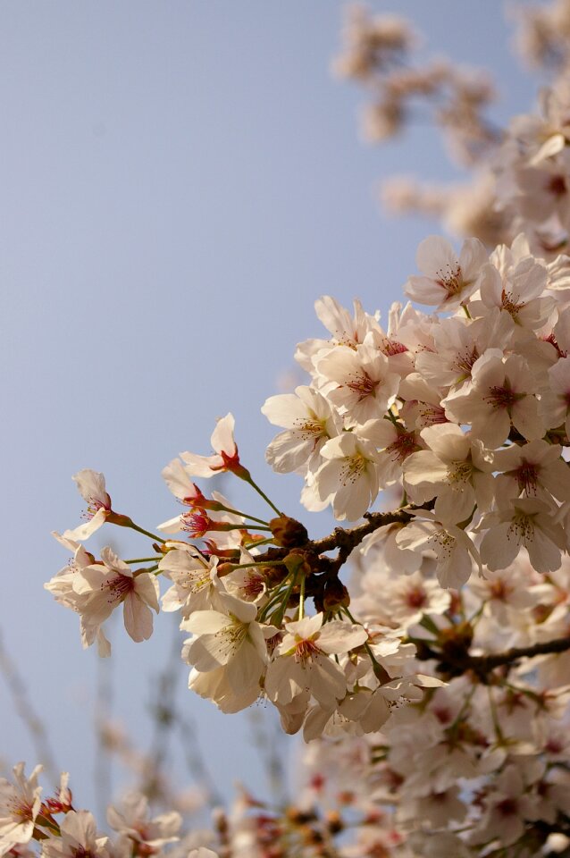 Pink flower yoshino cherry blossom