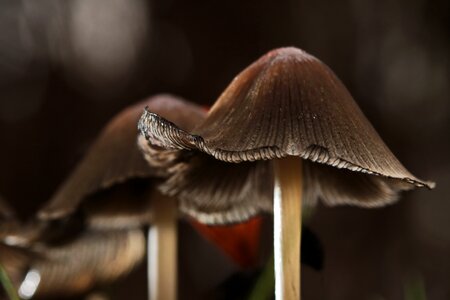 Mushroom close up cap photo