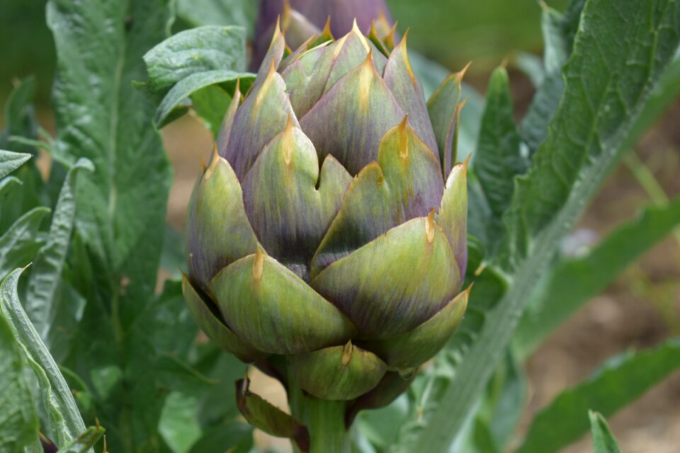 Leaf flower artichoke